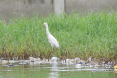 Bubulcus ibis