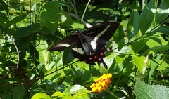 Parides proneus