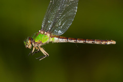 Ophiogomphus rupinsulensis