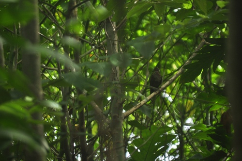 Shy Ground Dove (Pampusana stairi), photo 7