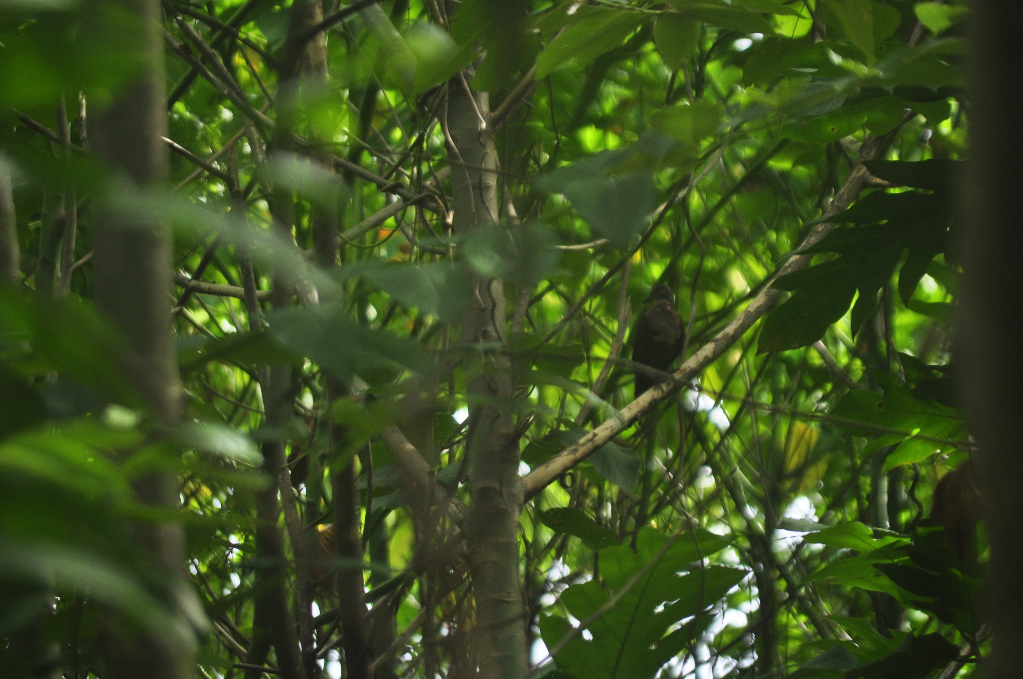 Shy Ground Dove (Pampusana stairi), photo 5