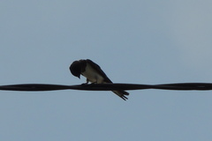 Hirundinidae