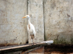 Bubulcus ibis