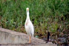 Bubulcus ibis