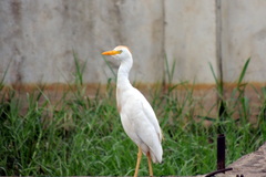 Bubulcus ibis