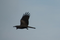 Milvus migrans