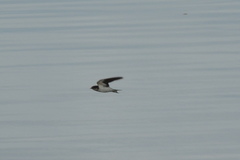Hirundinidae