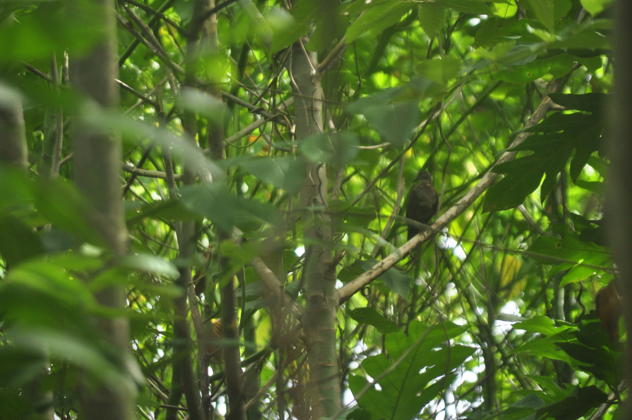 Shy Ground Dove (Pampusana stairi), photo 4