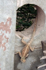 Agama