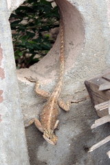 Agama