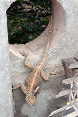 Agama