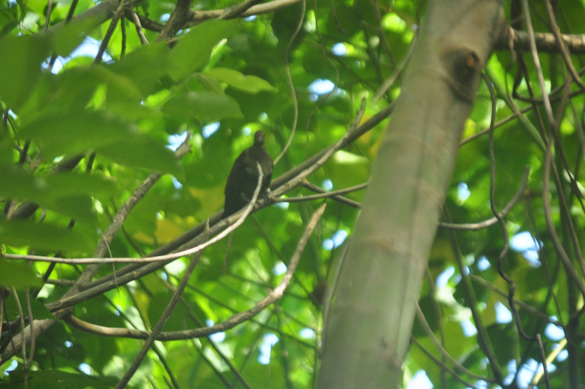 Shy Ground Dove (Pampusana stairi), photo 10