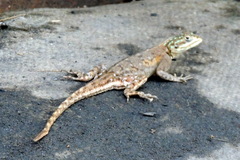 Agama