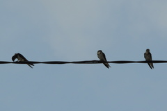 Hirundinidae