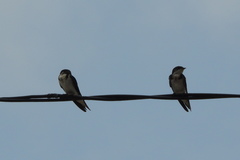 Hirundinidae