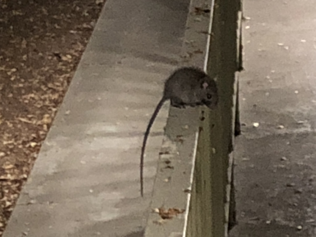 Black Rat from 2337 Duane St, Los Angeles, CA, US on November 14, 2018 ...