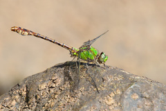 Ophiogomphus rupinsulensis