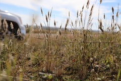 Enneapogon desvauxii