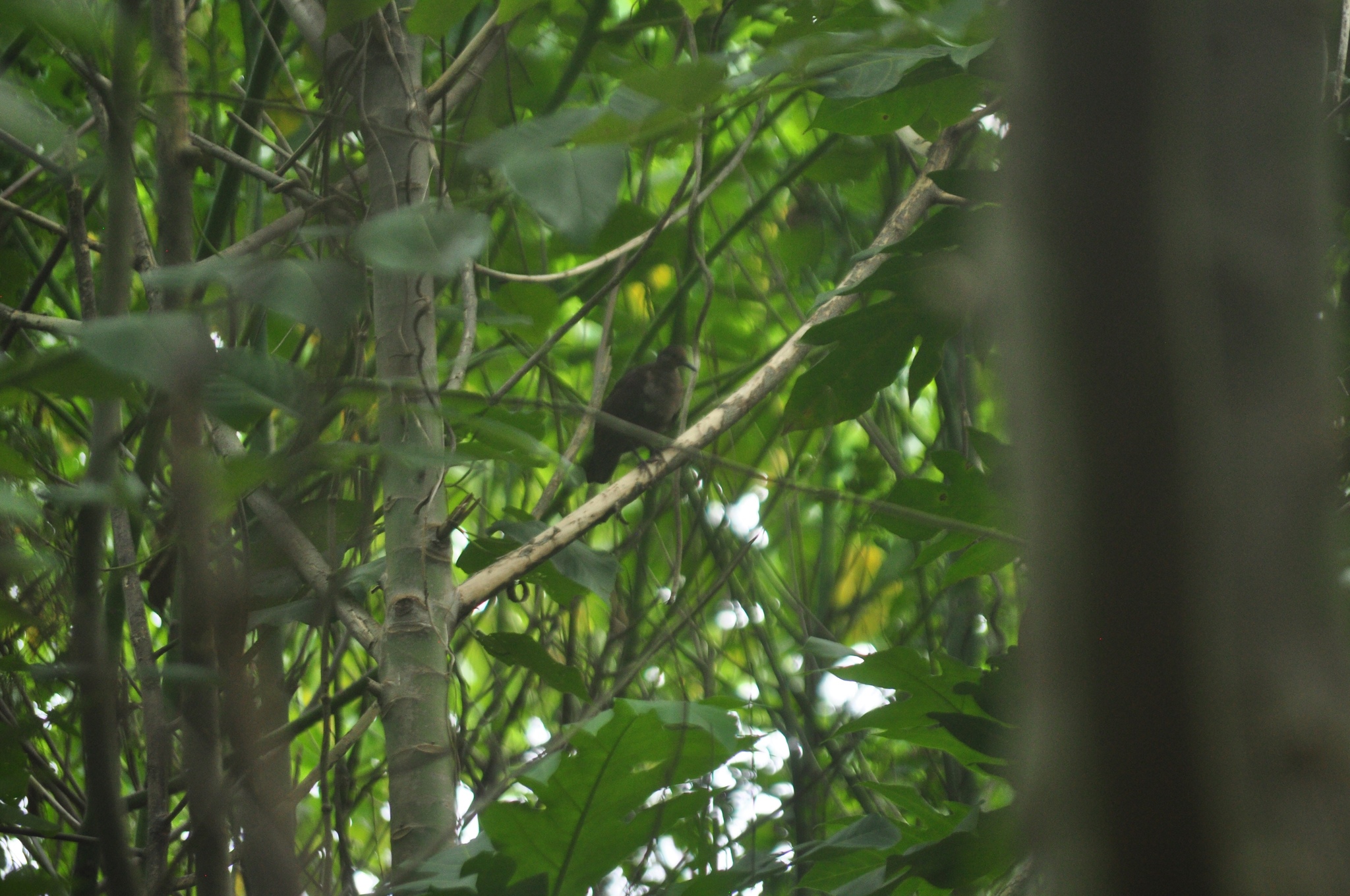 Shy Ground Dove (Pampusana stairi), photo 7