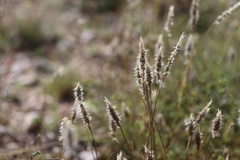 Enneapogon desvauxii