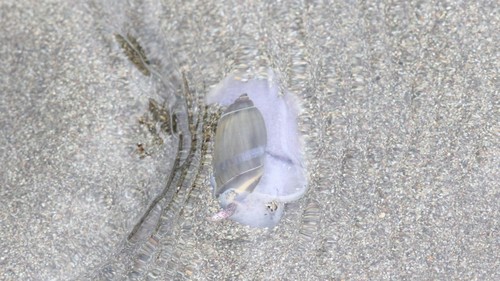 Olivella volutella