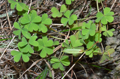 Oxalis rubens