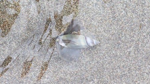 Olivella volutella