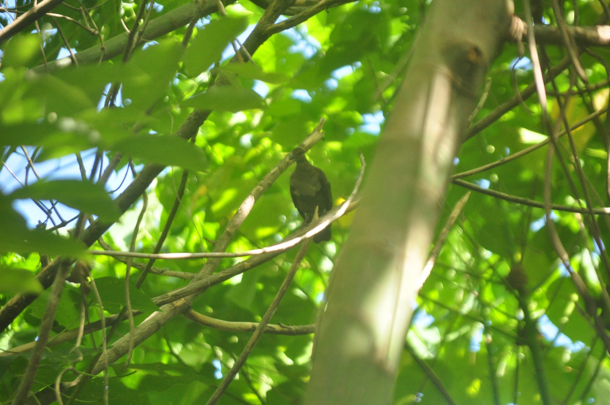 Shy Ground Dove (Pampusana stairi), photo 9