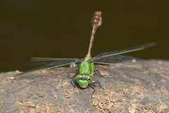 Ophiogomphus rupinsulensis