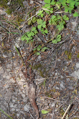 Oxalis rubens