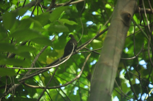 Shy Ground Dove (Pampusana stairi), photo 10