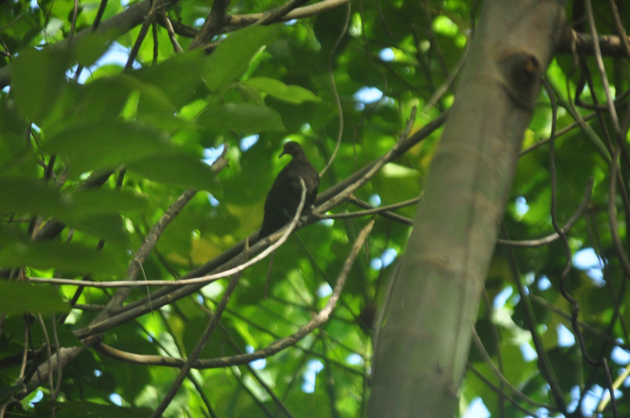 Shy Ground Dove (Pampusana stairi), photo 8