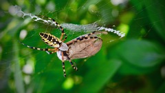 Argiope aurantia image