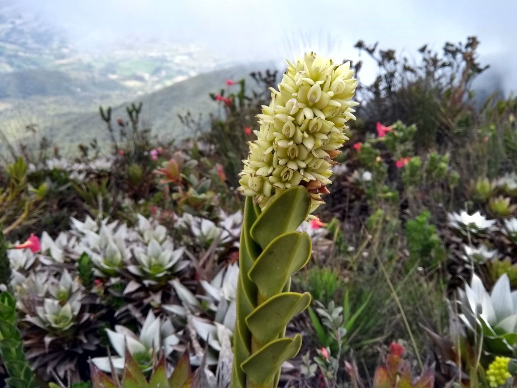 Epidendrum sonsonense Rinc.-González, E.Santiago & Hágsater 3