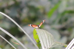 Danaus chrysippus alcippus