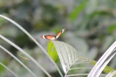 Danaus chrysippus alcippus