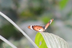 Danaus chrysippus alcippus