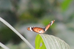 Danaus chrysippus alcippus