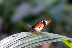 Danaus chrysippus alcippus