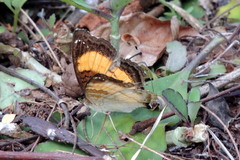 Junonia terea
