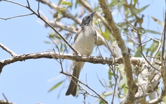 Plectorhyncha lanceolata
