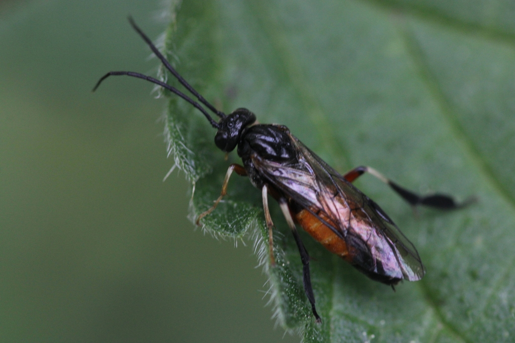 Craesus latipes