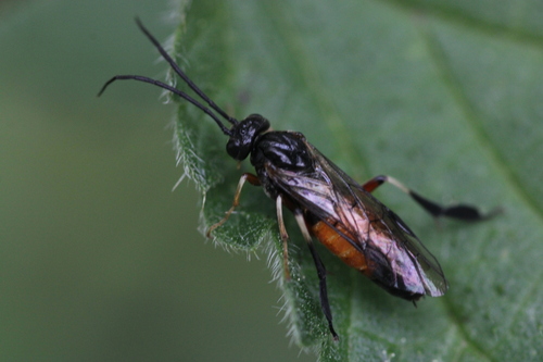 Nematus latipes