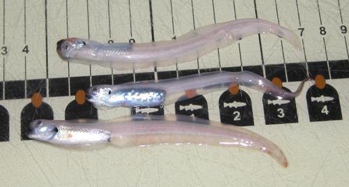 Genus Melanostigma · iNaturalist