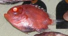 Priacanthidae