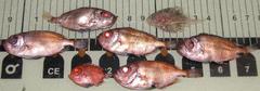 Priacanthidae