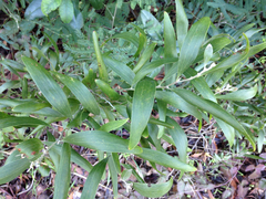 Acacia pycnantha