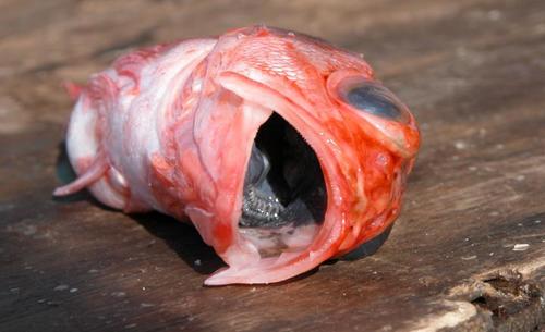 Blackbelly rosefish (Helicolenus dactylopterus) — Sebastidae — 2