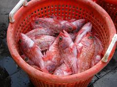 Helicolenus dactylopterus