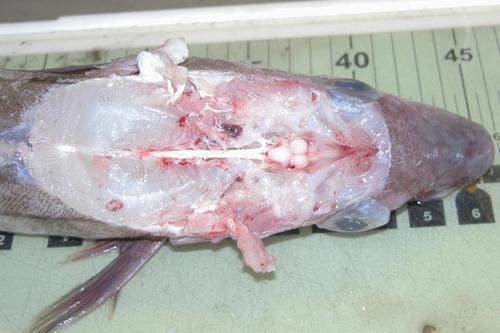 Foto de Eglefino (Melanogrammus aeglefinus)